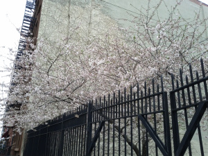 Cherry Blossom in New York in CityKinder German Blog CityErleben Article