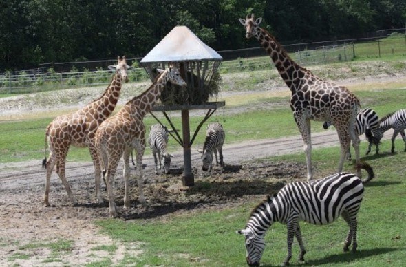 Six Flags Safari Adventure Park New Jersey in CityKinder German Blog CityErleben Article