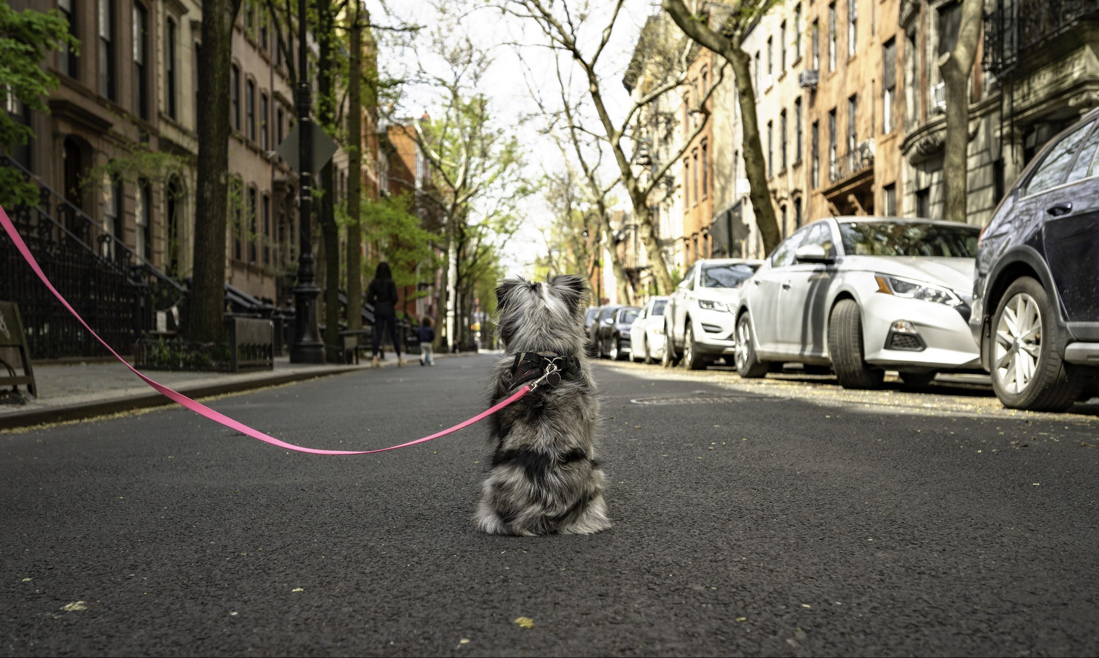 Open Streets in NYC | CityKinder